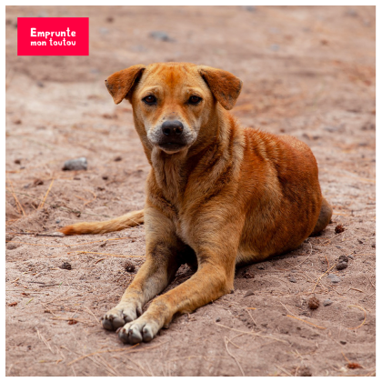 photo de chien errant couché sur le sable