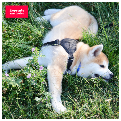 Akita inu dans l'herbe