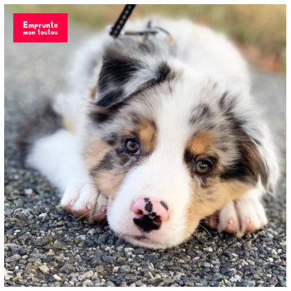 apprendre la propreté à un chiot