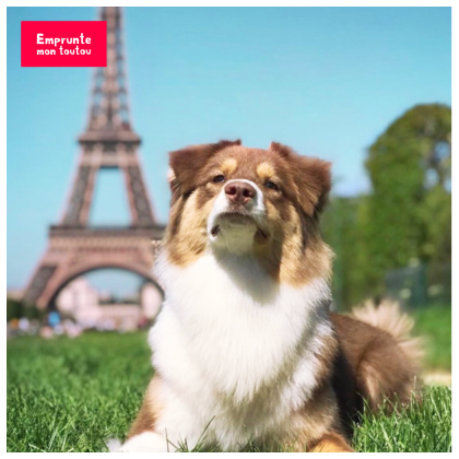 berger australien devant la Tour Eiffel