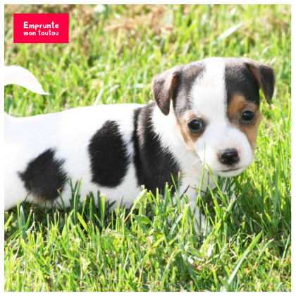 chiot debout dans l'herbe