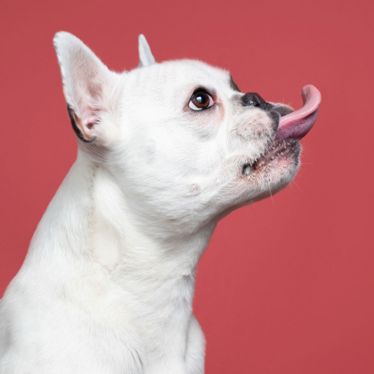 photo de bouledogue français