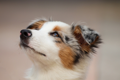 choisir le nom de votre chien