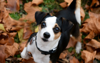 chien en automne