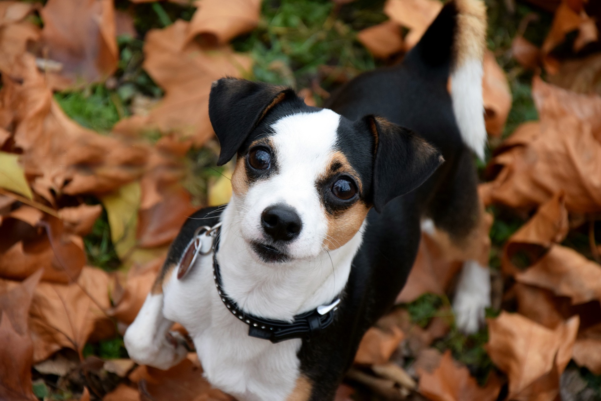 chien en automne