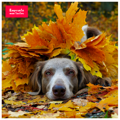 chien dans les feuilles mortes