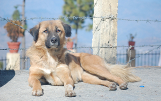 chien couché devant des barbelés