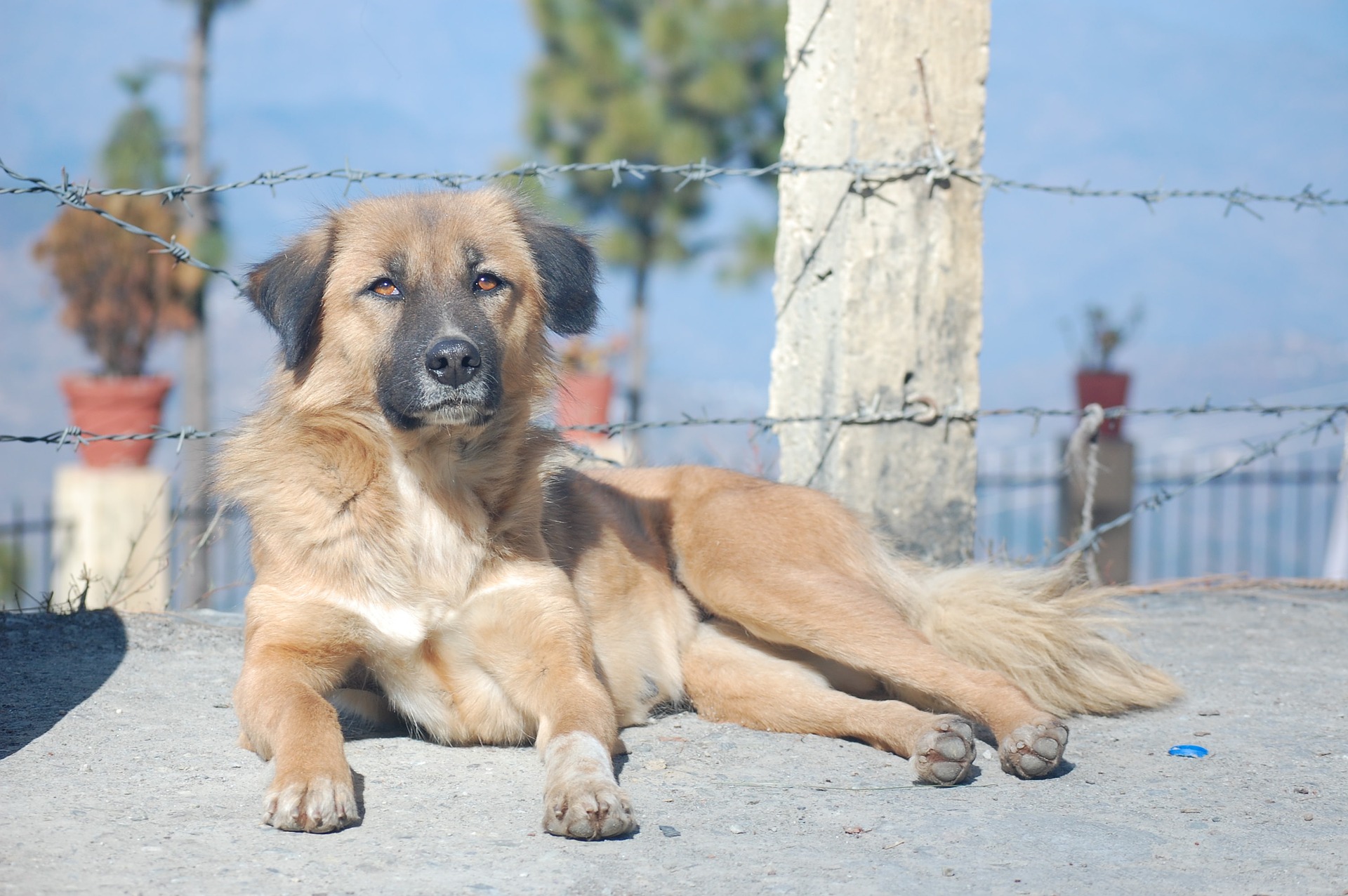 chien couché devant des barbelés