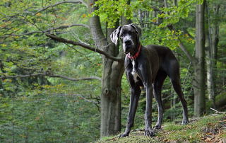 dogue allemand bleu