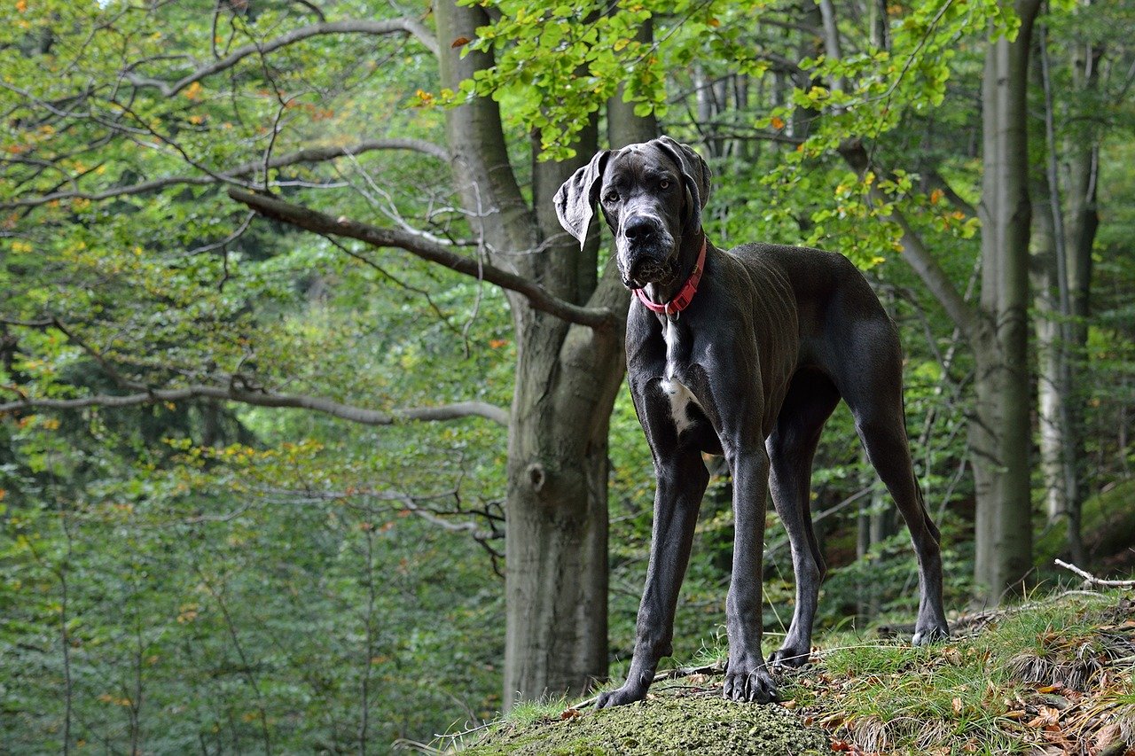 dogue allemand bleu