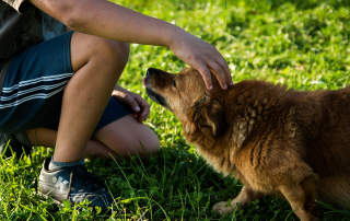 homme caressant un chien