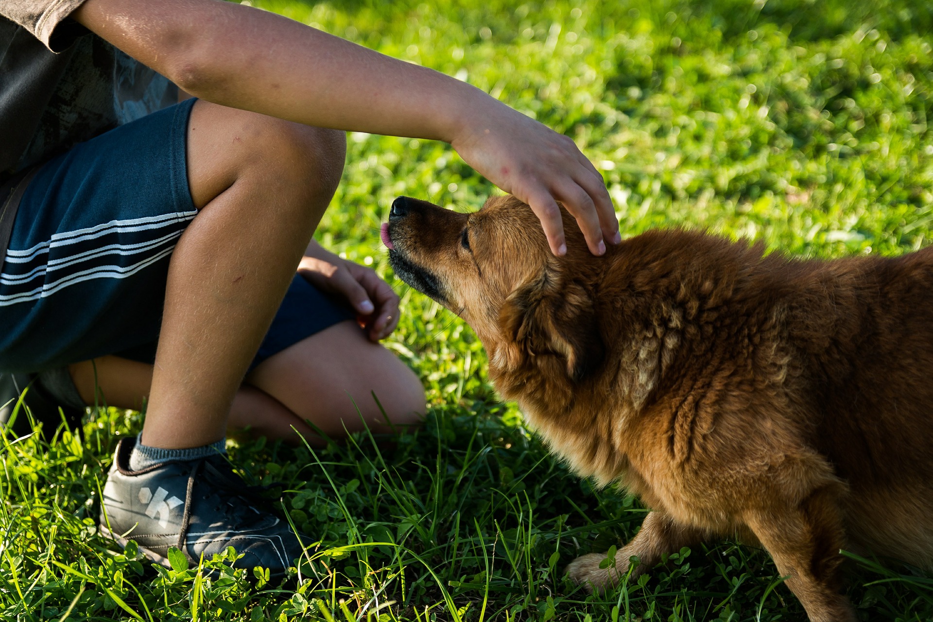 homme caressant un chien