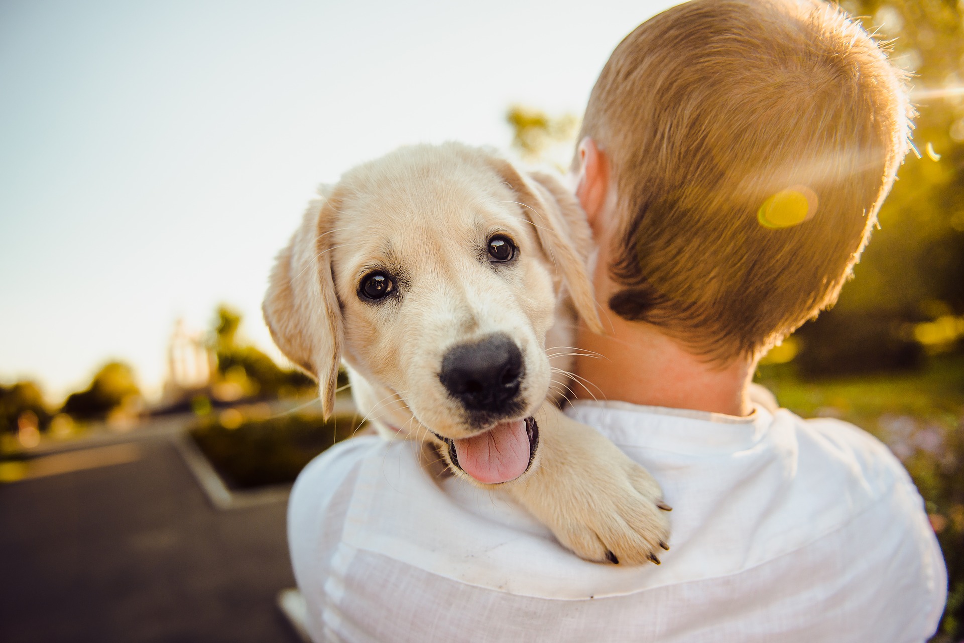 chiot labrador porté par son maître