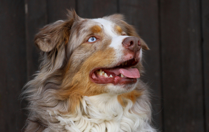 Races de chien préférées des français