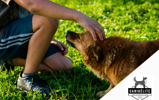 HOMME QUI CARESSE UN CHIEN