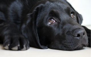 PHOTO DE LABRADOR NOIR