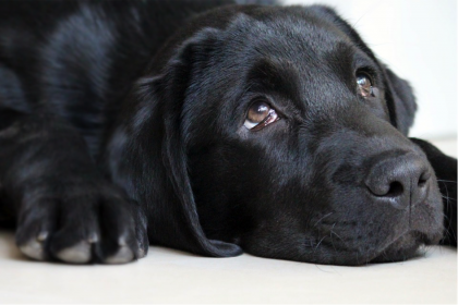 l'éducation positive pour chien