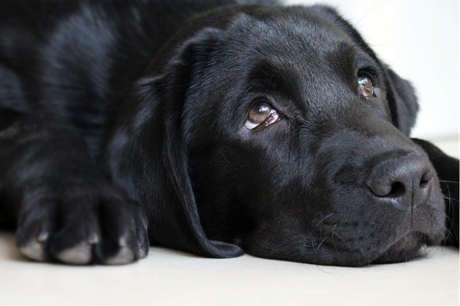 PHOTO DE LABRADOR NOIR