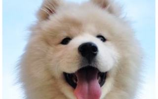 Gros plan de chien samoyede