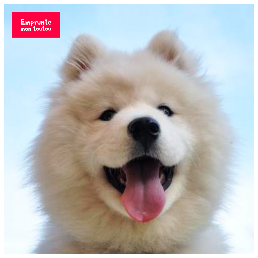 Gros plan de chien samoyede