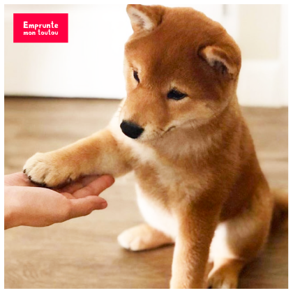 chiot shiba qui donne la patte