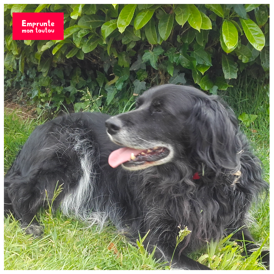 Comment savoir si votre chien s