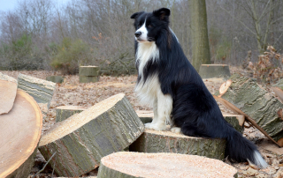 chien border collie