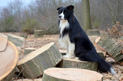 chien joli poil