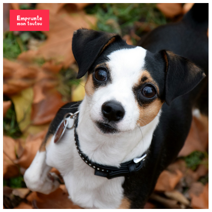 dangers de l'automne pour les chiens