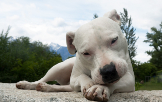 dogue argentin