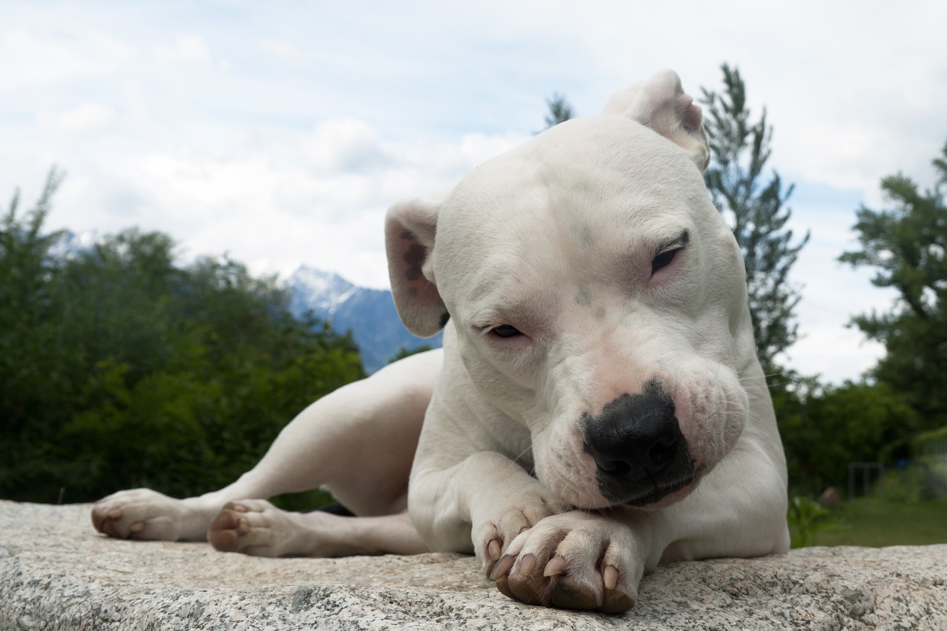 dogue argentin