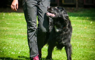 chien marchant à côté de son maître