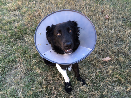 tout savoir sur l'assurance pour chien