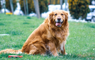 golden retriever en surpoids