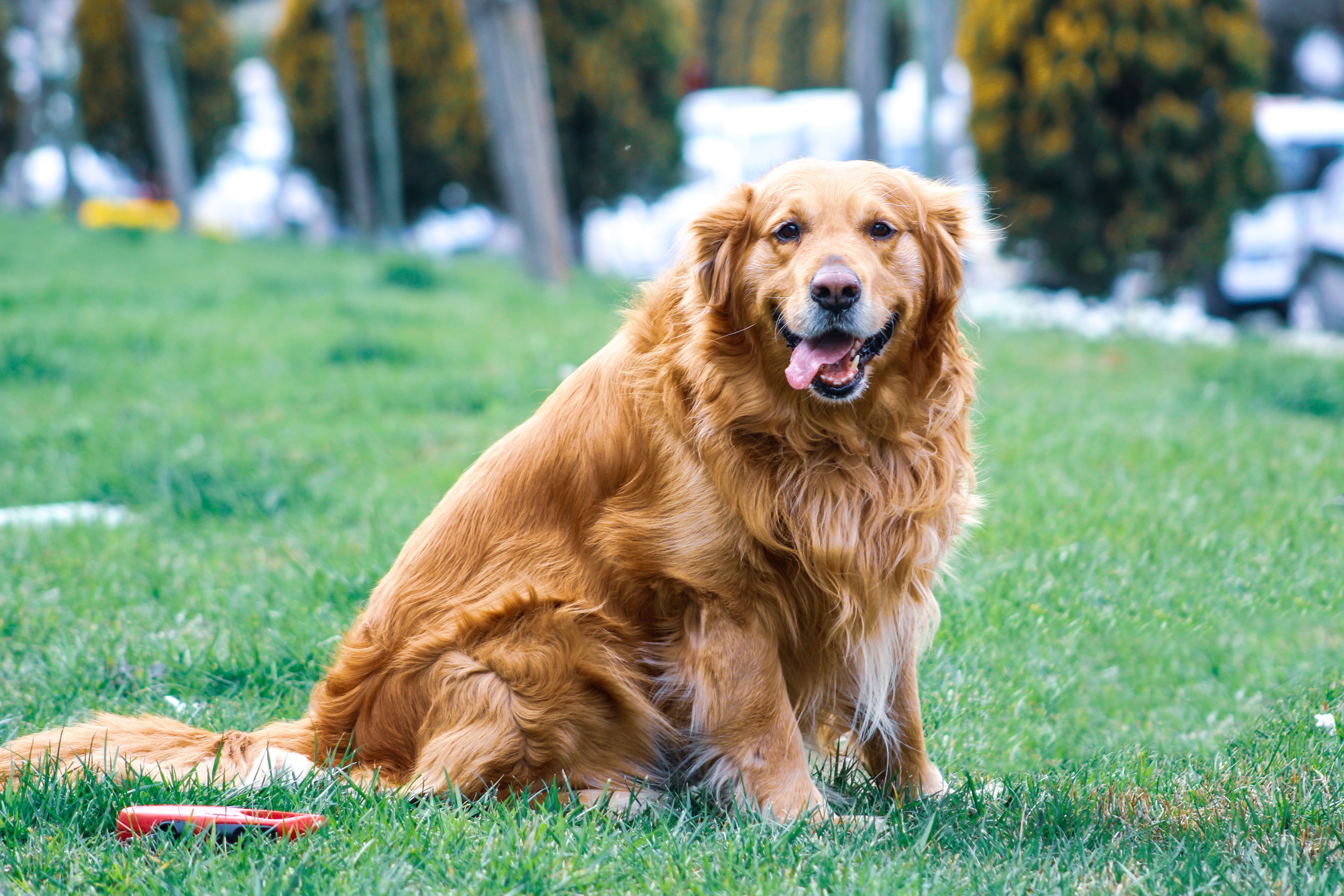 golden retriever en surpoids