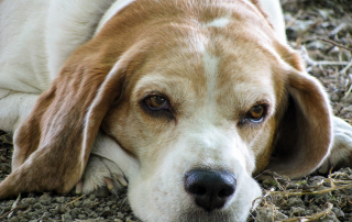 photo de chien âgé