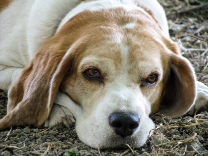 prendre soin d'un chien âgé