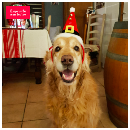 golden avec un chapeau de noël