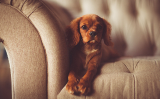 Comment garder sa maison propre avec un chien 