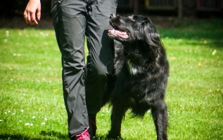 Faire une activité avec son chien : le flyball