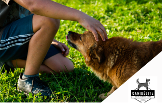 5 attitudes à éviter avec un chien