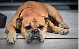 Comment savoir si votre chien s'ennuie ? 