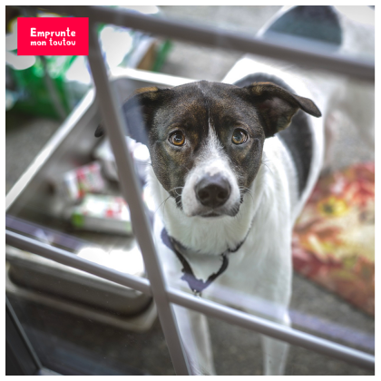 chien dans une cage