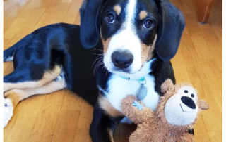 photo de chiot bouvier de l'entlebuch