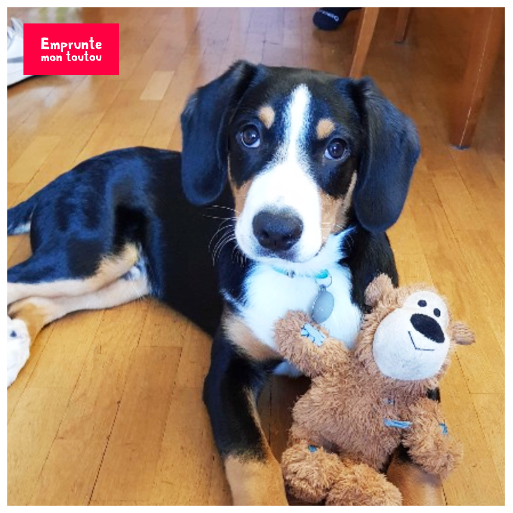 photo de chiot bouvier de l'entlebuch