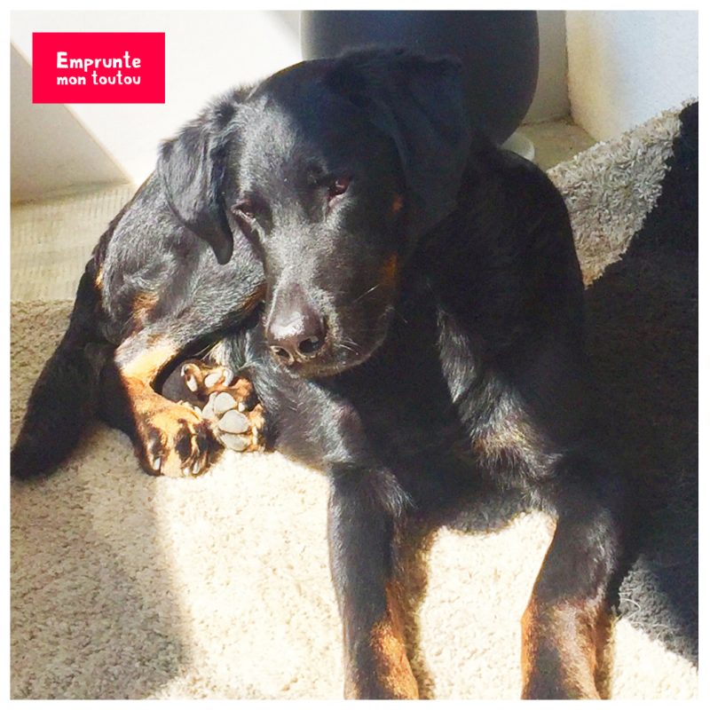 Tout savoir sur le Beauceron • Emprunte Mon toutou