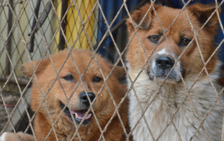 2 chiens derrière une grille