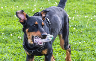 photo de beauceron