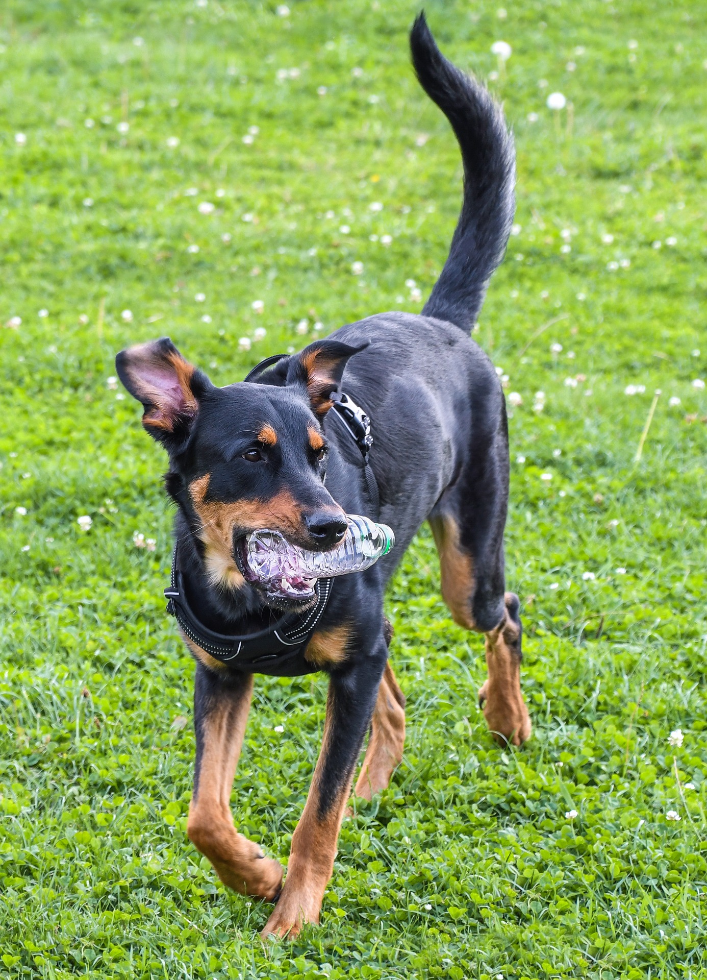 photo de beauceron