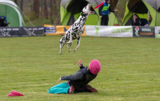 présentation du disc-dog